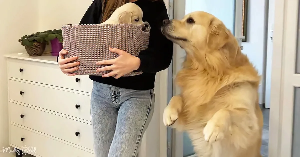 Golden Retriever Can't Contain Excitement Over New Puppy Pal