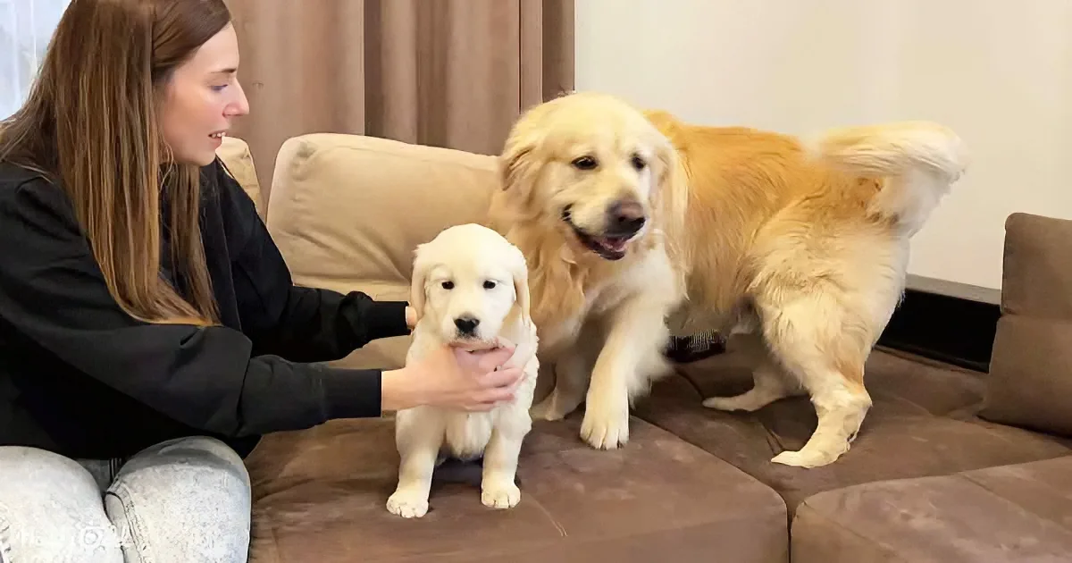 A woman pets a small golden retriever puppy on a couch, with an adult dog standing nearby.