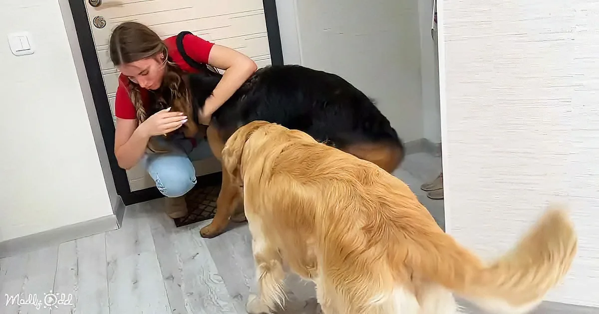 A woman pets a black dog while a golden retriever stands nearby, both indoors.
