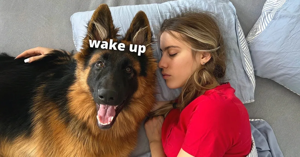 A woman in red sleeps on a bed, two dogs watch her—one holding a purple ring toy.