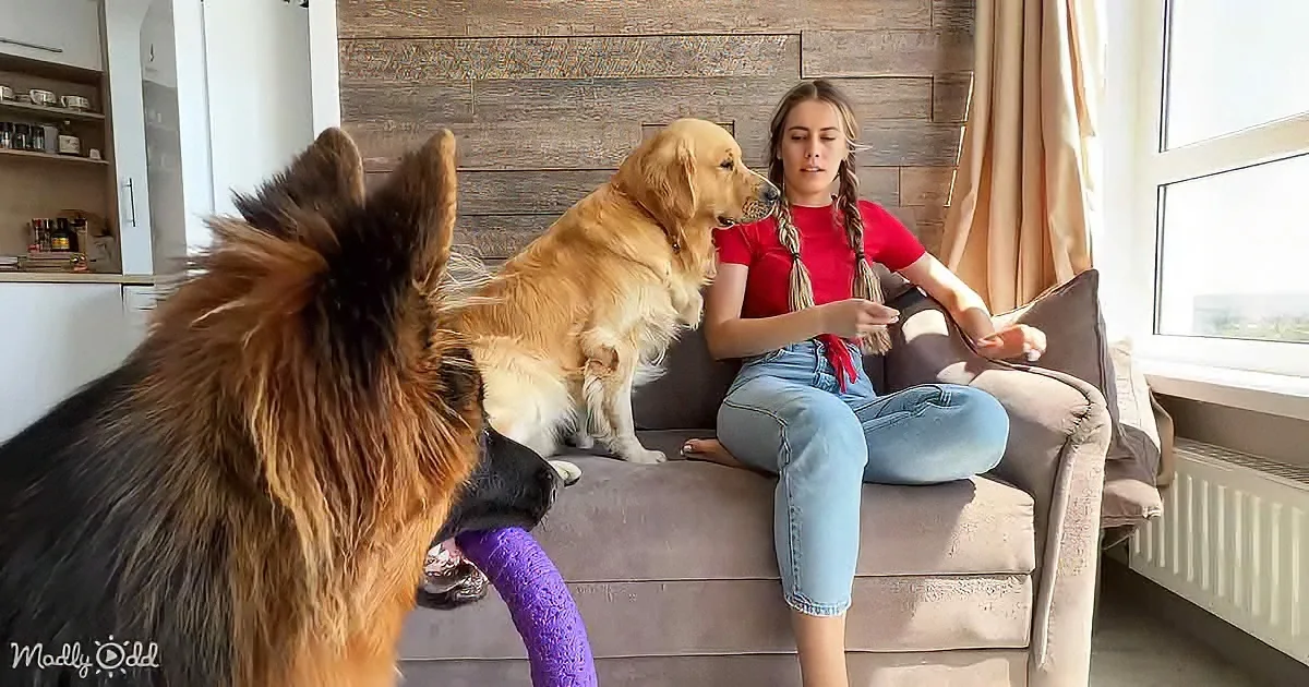 A woman sits on a couch with two dogs, one holding a purple toy, in a cozy living room.