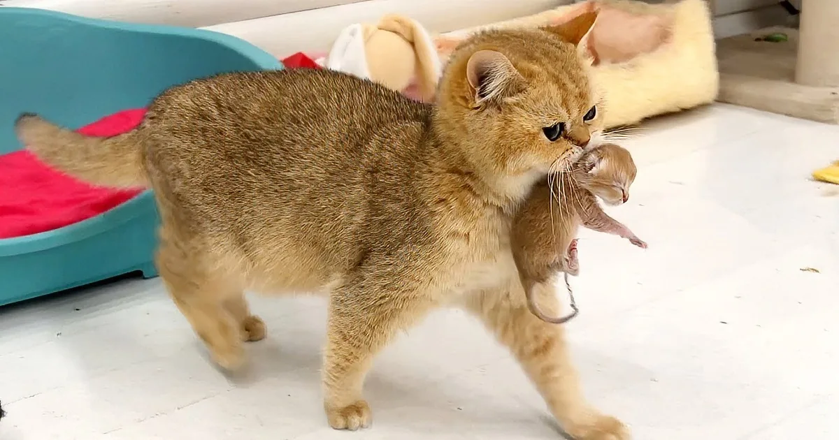Loving Momma Cat Carries Newborn Kitten With Care