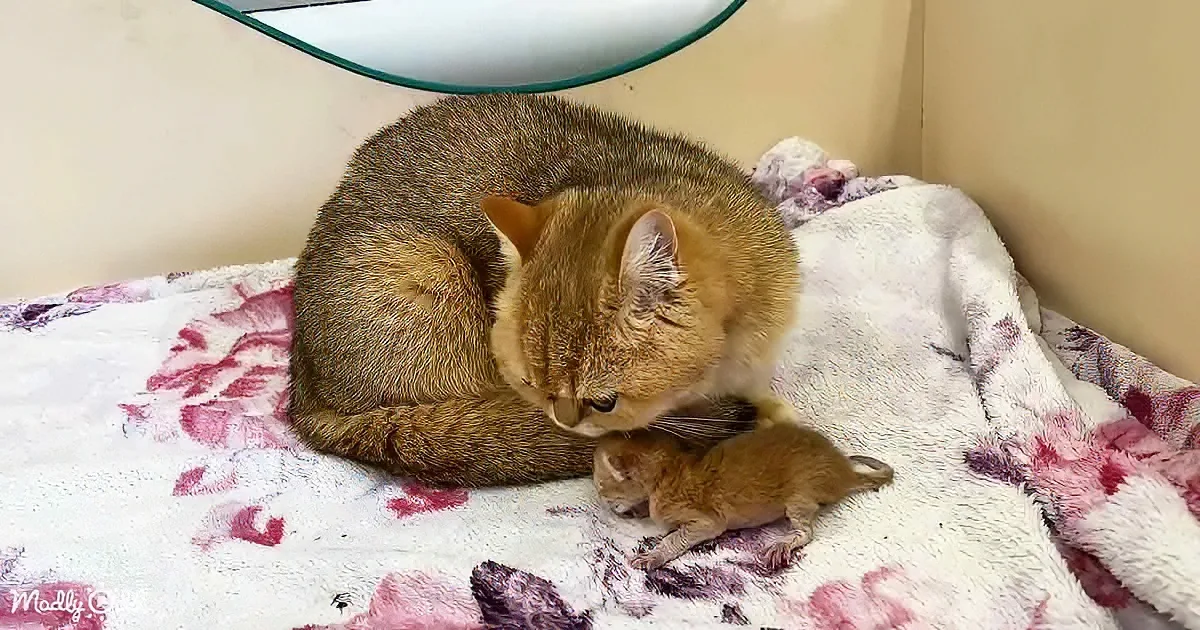 Momma Cat and kitten