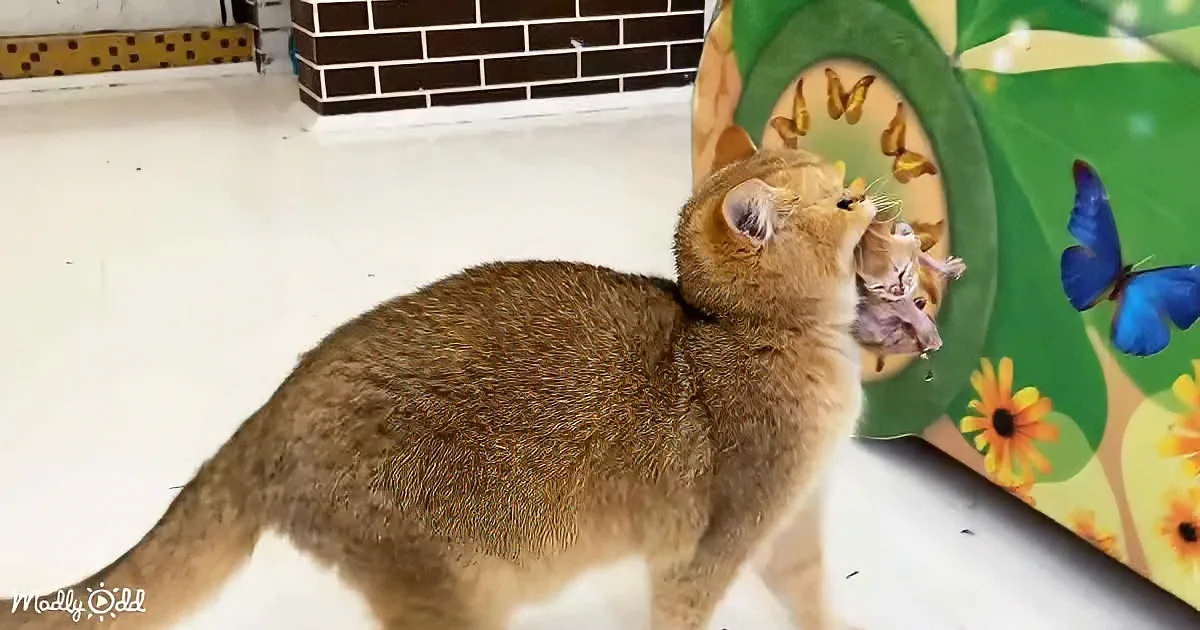 Momma Cat and kitten