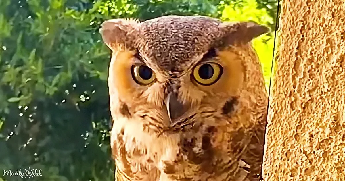 A close-up of a Great Horned Owl with striking yellow eyes and brown feathers, perched near a tree trunk.