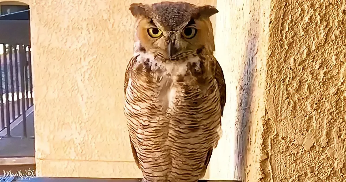 A Great Horned Owl perched on a ledge, facing forward with striking yellow eyes and brown feathers.