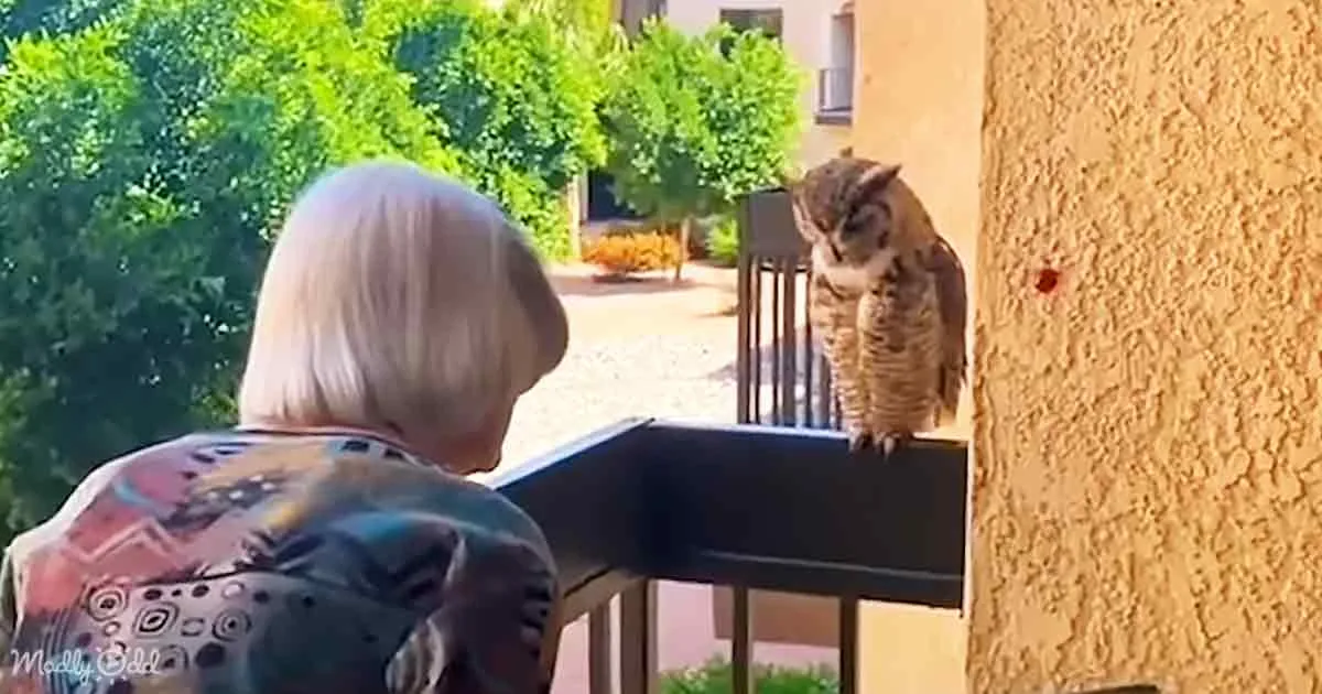 An owl perches on a railing as a person with blonde hair watches, surrounded by greenery and a building.