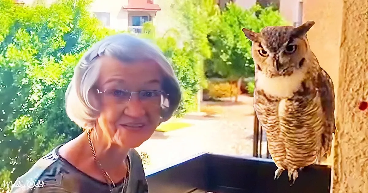 'Owl's Weekly Visit With Grandma: a Heartwarming Story'
