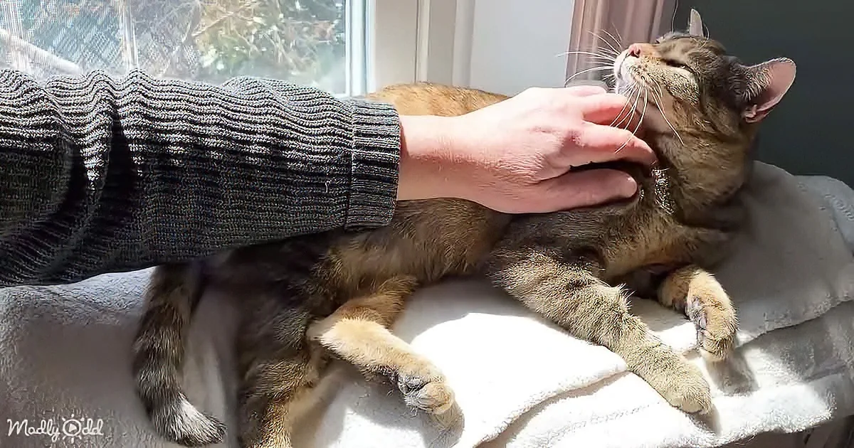A cat enjoys a gentle petting from a person's hand while lying on a soft surface.