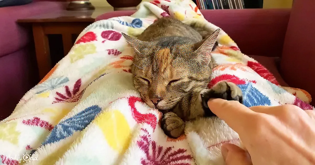 A cat sleeps peacefully on a colorful blanket, being gently petted by a hand.