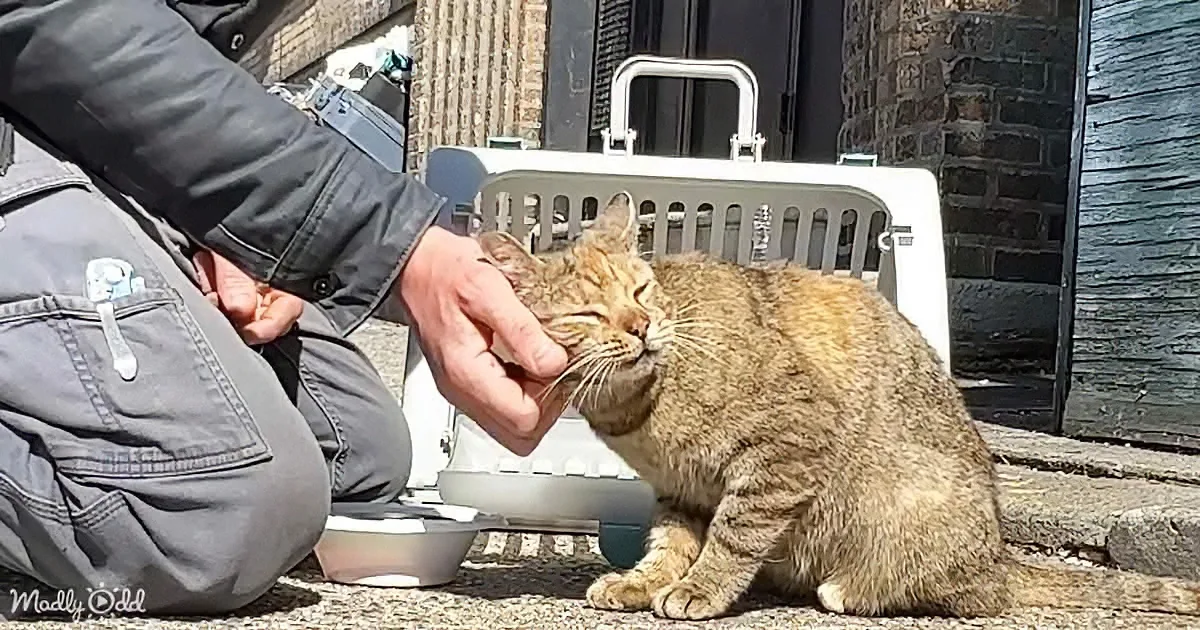 Abandoned Cat ''Flora'' Left to Fend for Herself on the Streets