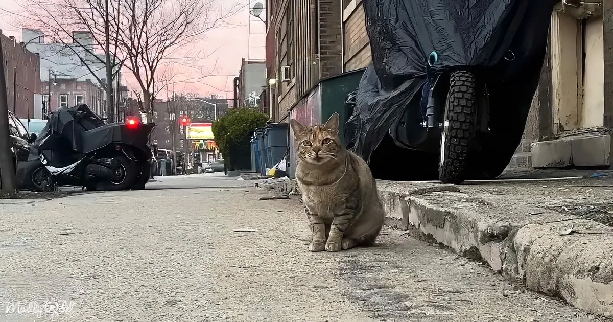 A tabby cat sits on a concrete curb in an urban alleyway, surrounded by trash bins and a covered vehicle.