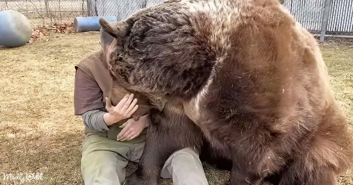 A large brown bear is being petted by a person in a grassy area near a fence.