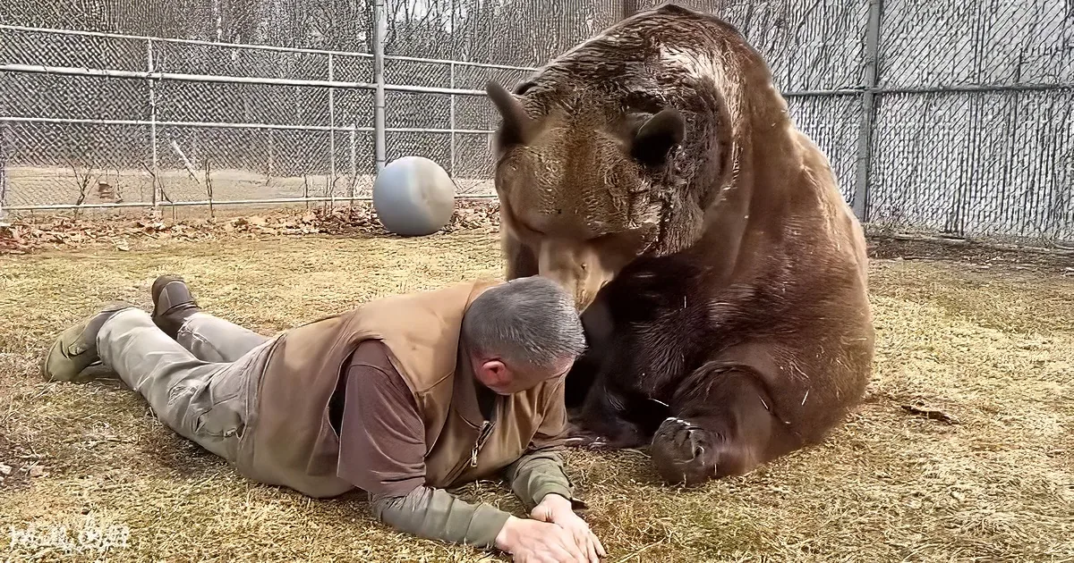 Man and big brown bear