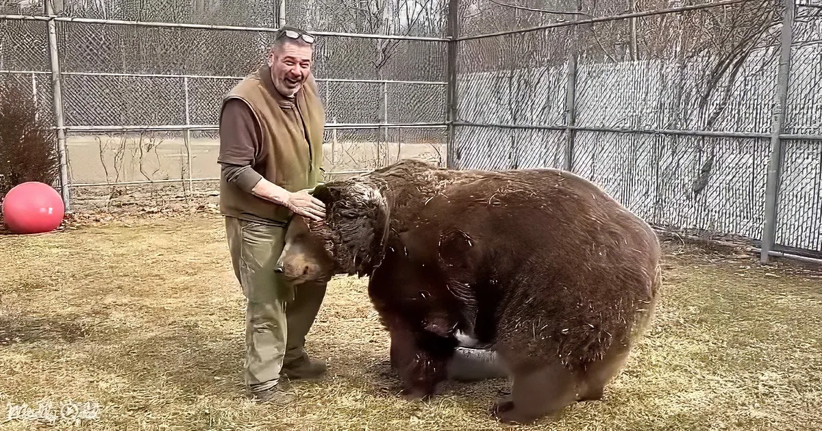 Man and big brown bear