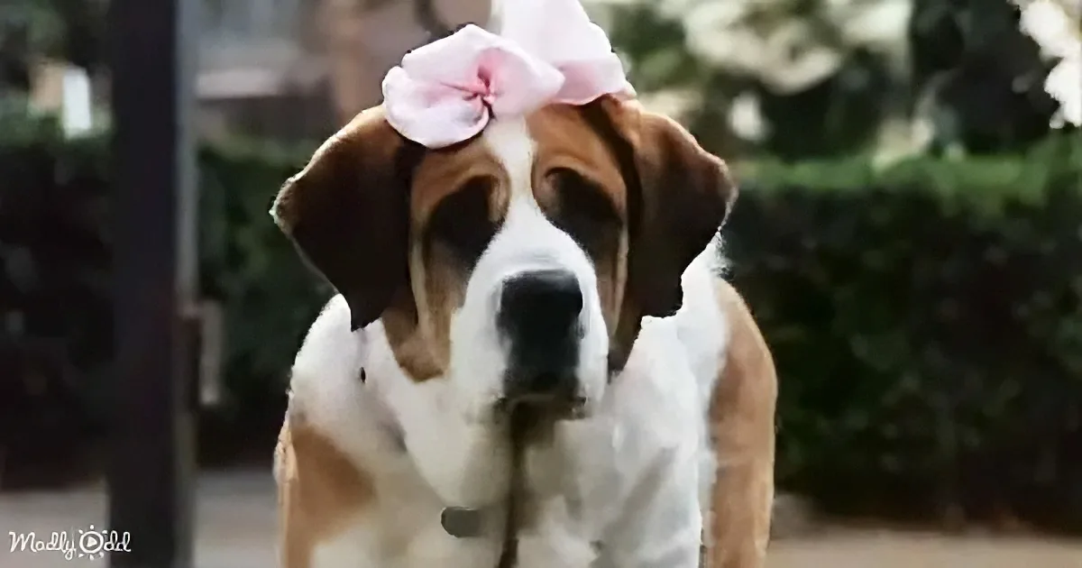 A dog with a pink flower on its head stands outdoors, looking slightly to the side.