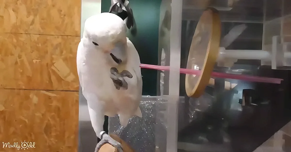 A white cockatoo perches on a person's hand, looking around in a room with a wooden wall and a birdcage.
