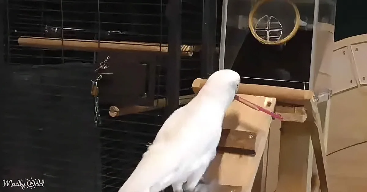 A white cockatoo perches on a wooden structure, holding a pink stick in its beak.