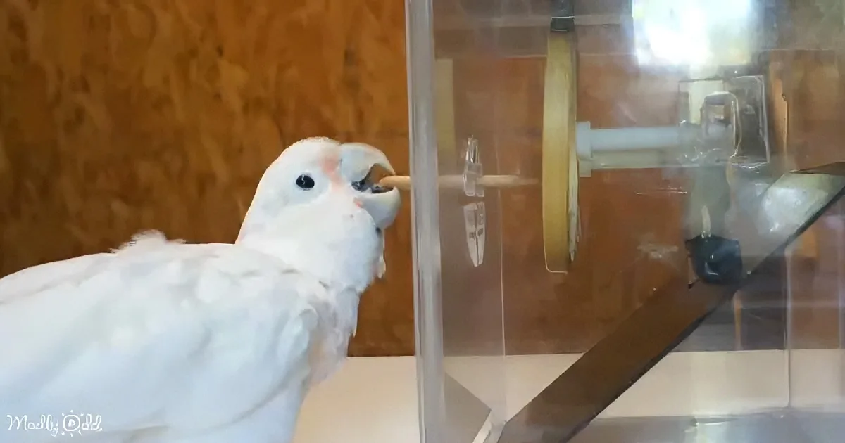 A white cockatoo with a pink face is interacting with a transparent box containing a wooden stick.