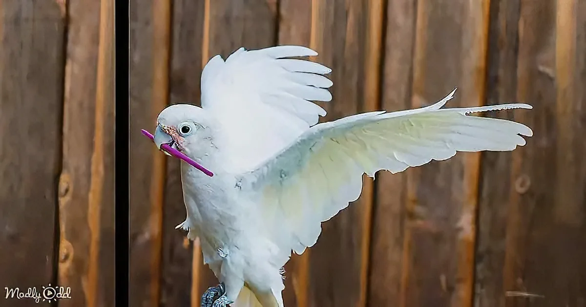 A white cockatoo with a purple stick in its beak spreads its wings against a wooden backdrop.