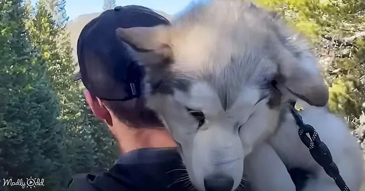 A close-up of a man wearing a cap, with a fluffy white dog on a leash, both in a forested area.