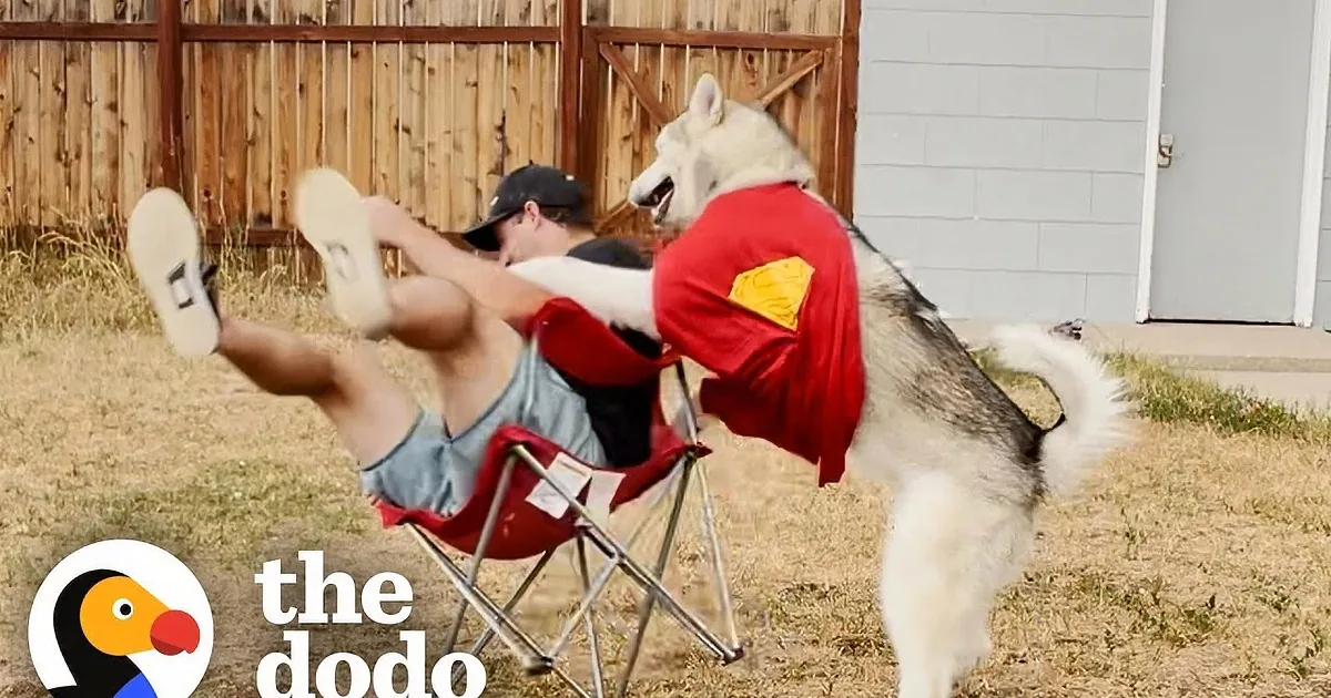 Meet the 85-Pound Malamute Who Loves to Give Bear Hugs
