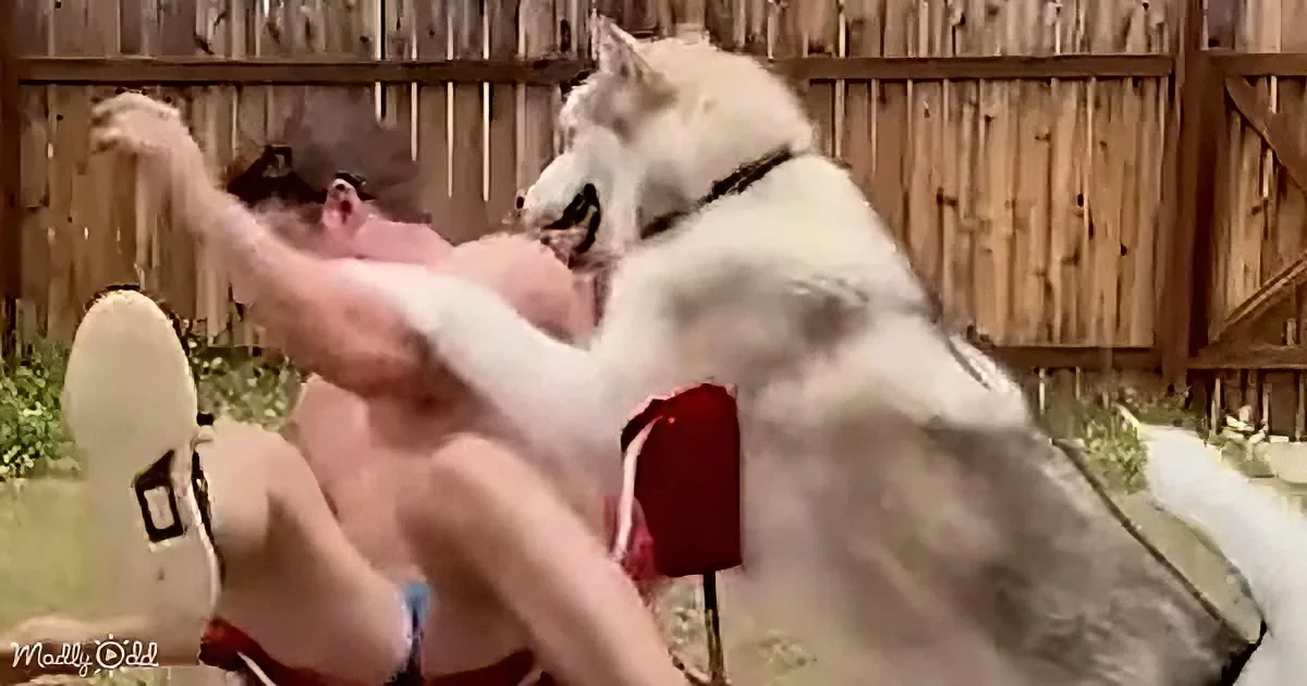 A man in swim trunks is playfully interacting with a large white dog in a backyard setting.