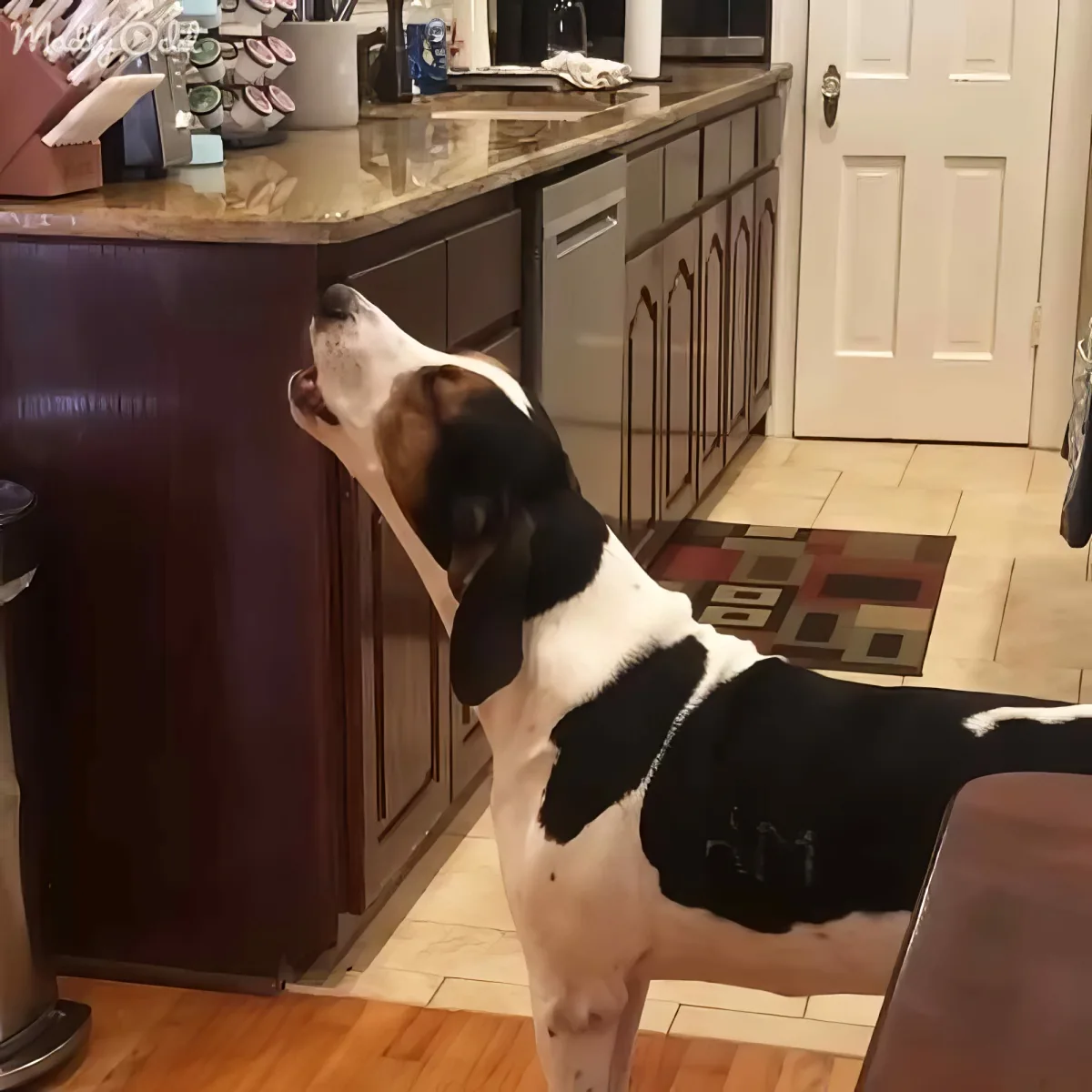 A black and white dog stands on hind legs, reaching up to a kitchen counter, with a tiled floor and cabinets in the...