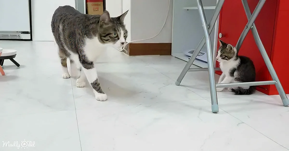Cat and Rescued Kitten