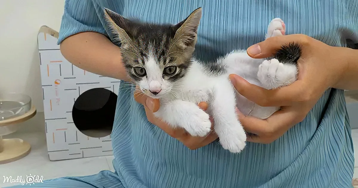 A person holds a small, white and black kitten with a curious expression.