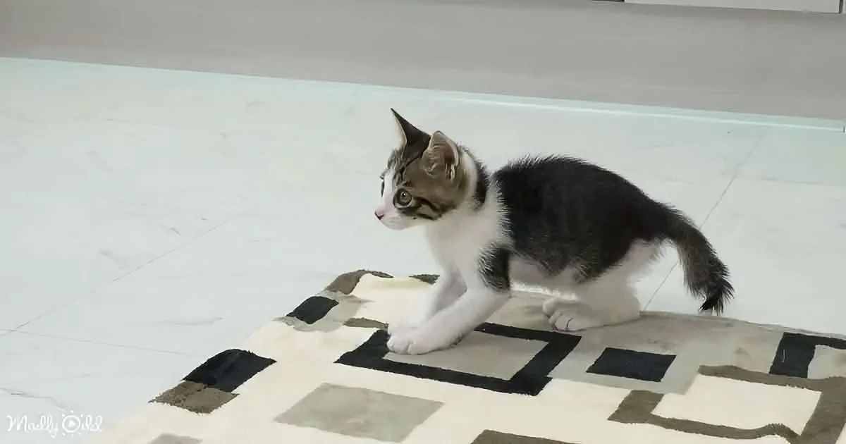 A small, black and white kitten walks on a patterned rug, looking to the left.
