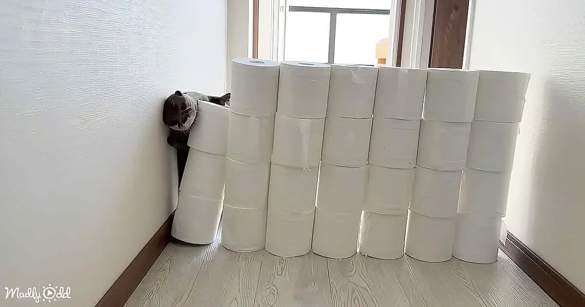 A cat is playfully peeking out from behind a stack of toilet paper rolls on a wooden floor.