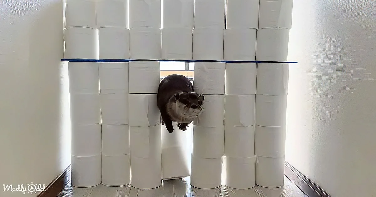 An otter is peeking through a makeshift tunnel made of stacked toilet paper rolls.
