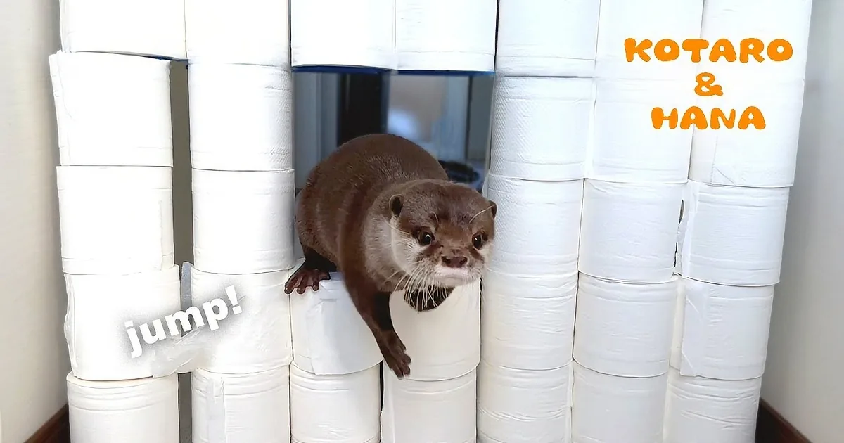 Otters Hilariously Attempt the Toilet Paper Challenge