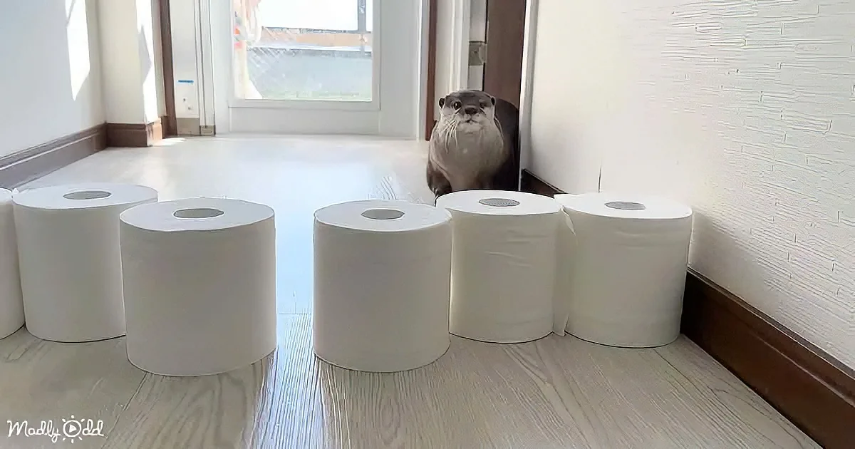 An otter stands behind toilet paper rolls on a wooden floor, looking out a glass door.