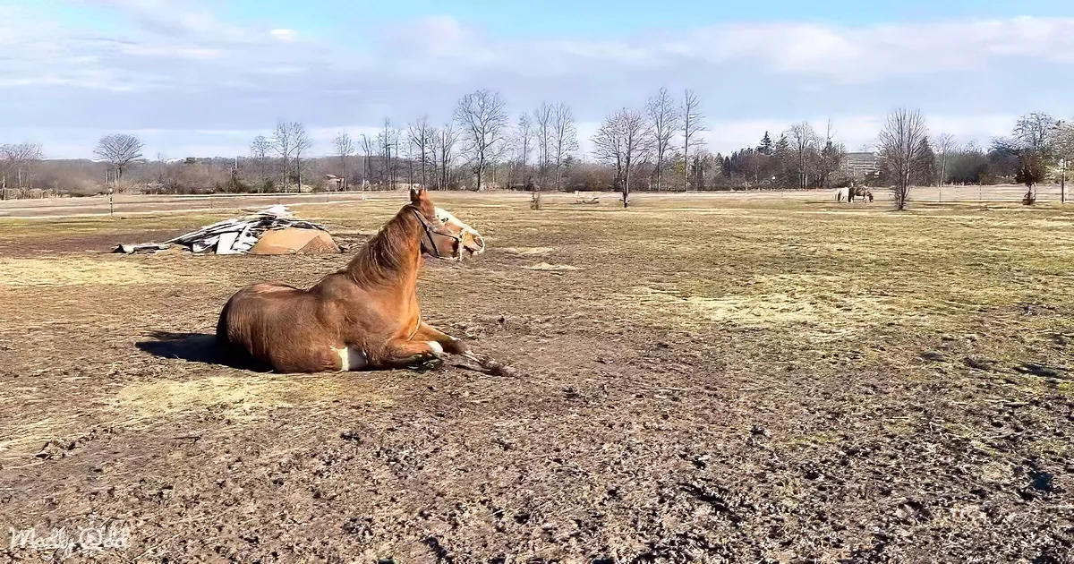 A brown horse lies relaxed in a muddy field under a partly cloudy sky.