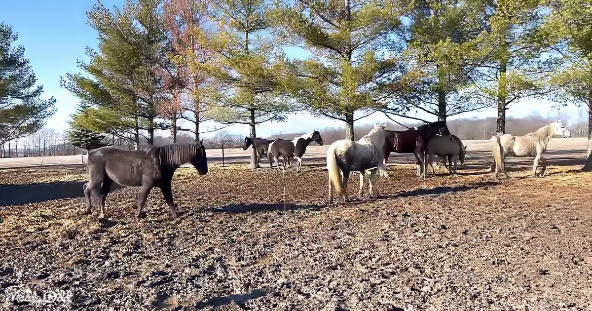 Horses stand in a muddy field under trees on a sunny day.