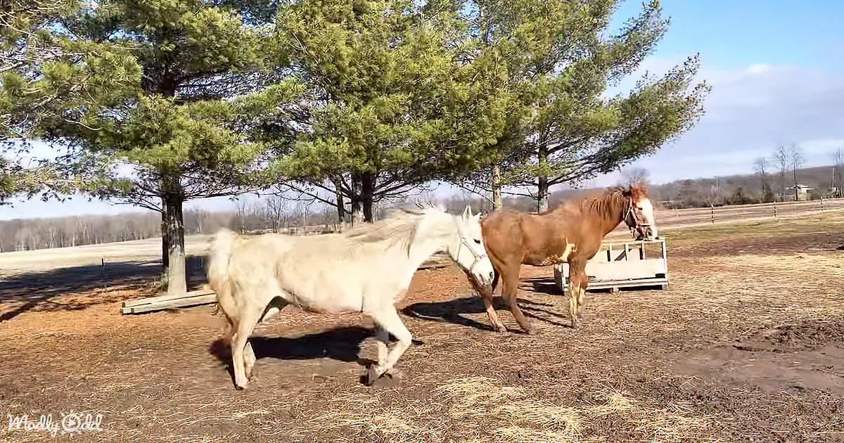 Horses Delight in Muddy Romp, Bringing Smiles Once More