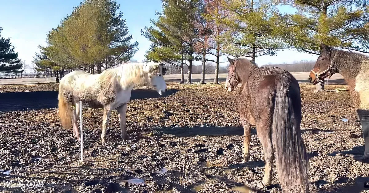 Two horses stand in muddy field, one white, one brown, under bright blue sky with trees.