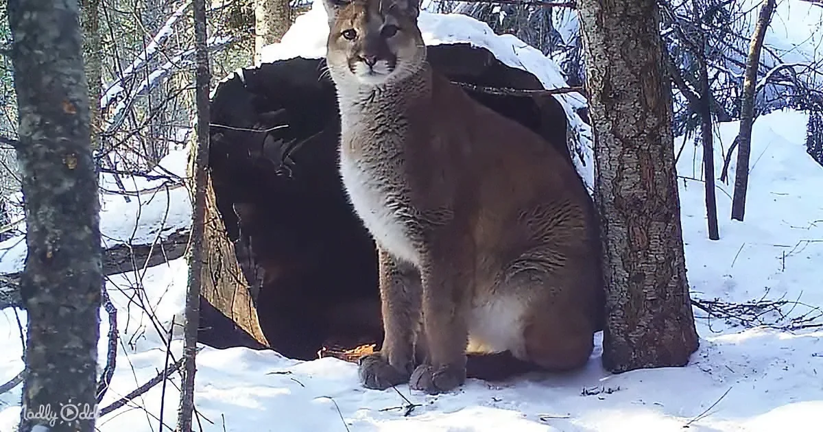 A cougar sits in the snow, surrounded by trees and a fallen log.