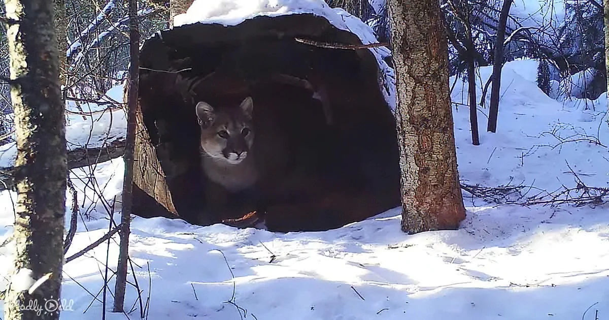 A mountain lion peers out from a snow-covered tree hollow in a snowy forest.