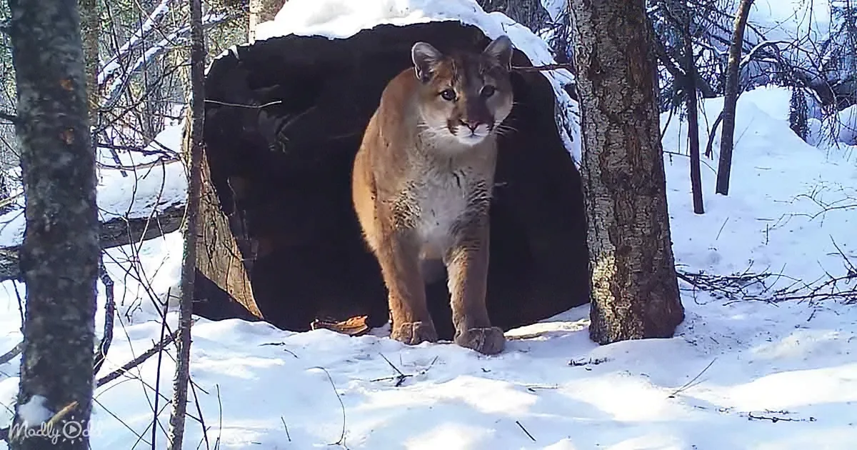 Lions Relax and Recharge in Soothing Video