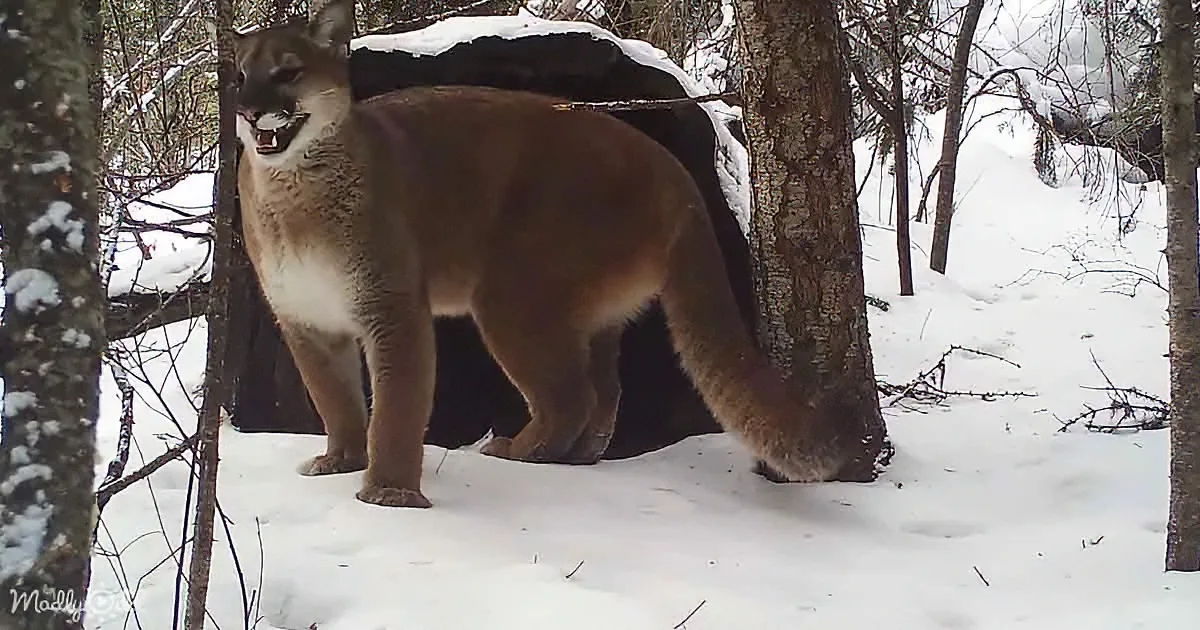A mountain lion stands in a snowy forest, its mouth open, near a tree and a dark object.