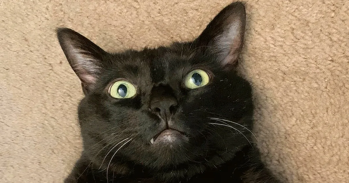 From Unwanted to Loved: the Heartwarming Story of a Little Black Cat