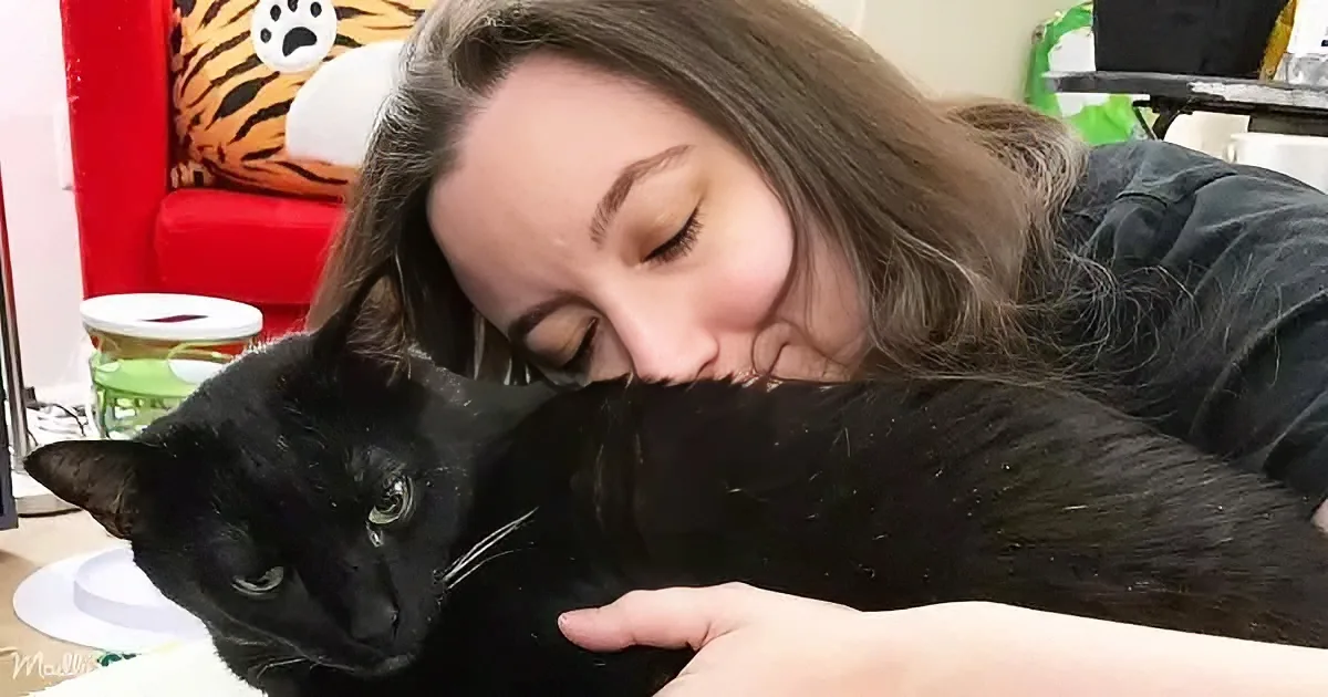 Little Black Cat