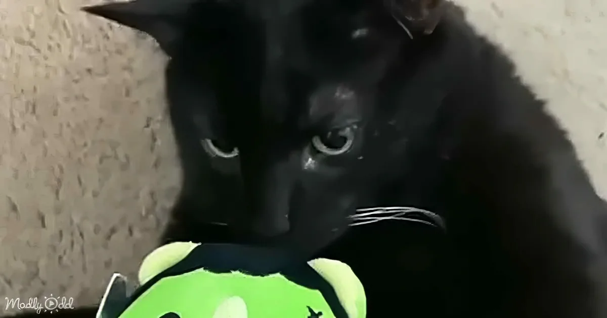 Little Black Cat