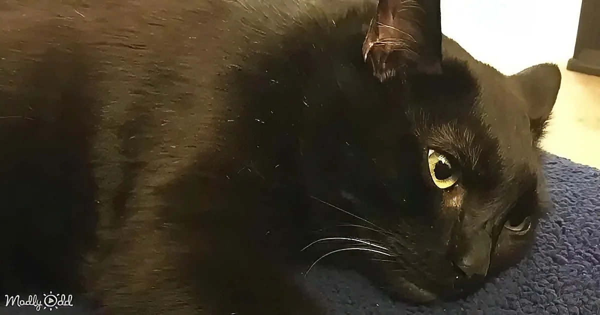 Little Black Cat