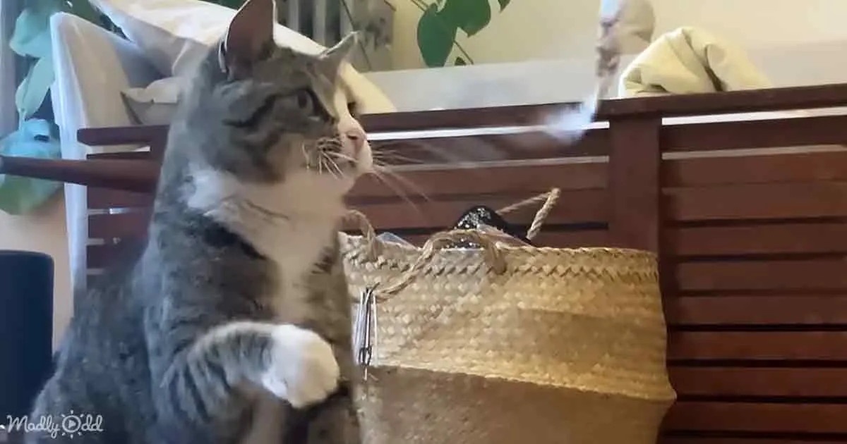 A gray and white cat sits near a woven basket, looking up with curiosity.