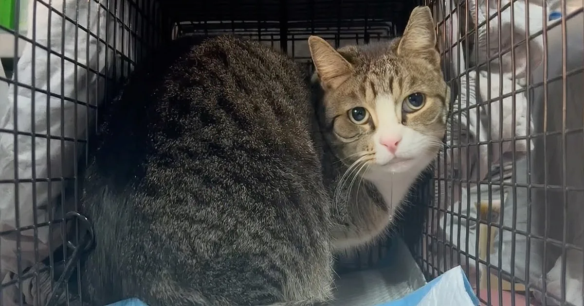 Shy Stray Cat Discovers the Joy of Love Once More