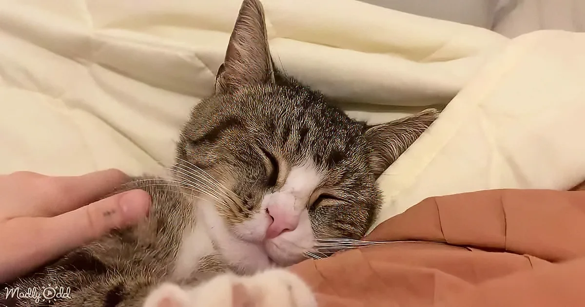 A tabby cat is peacefully sleeping on a bed, with a hand gently petting its head.